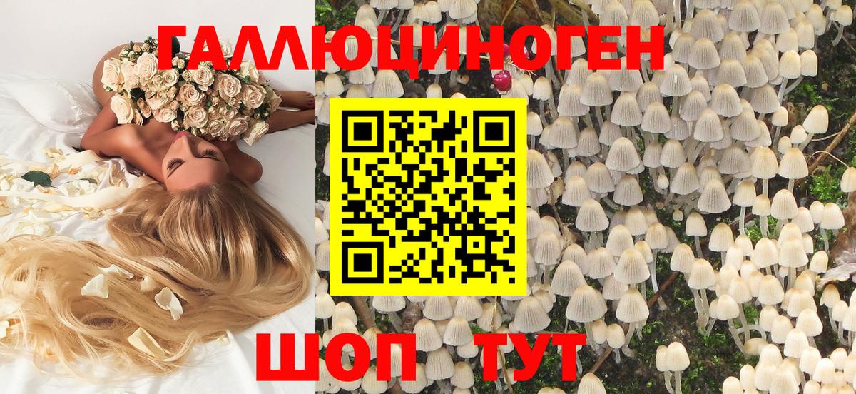 Галлюциногенные грибы Psilocybine cubensis Белгород